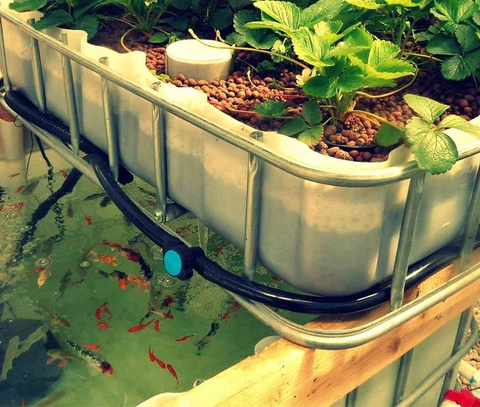 🫧 🐠  🪴     Aquaponics Greenhouse - Farming Produce With Pure Water & Fish