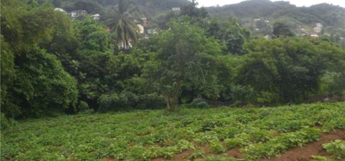 🏝️  Prime Agricultural Land Near La Soufrière Volcano, Saint Vincent and the Grenadines