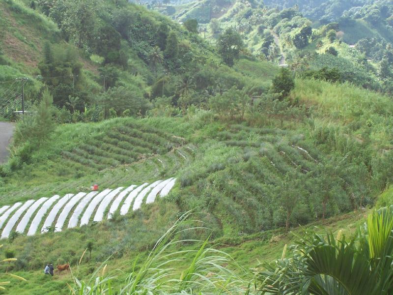 🏝️  1 Acre Vincentian Farm