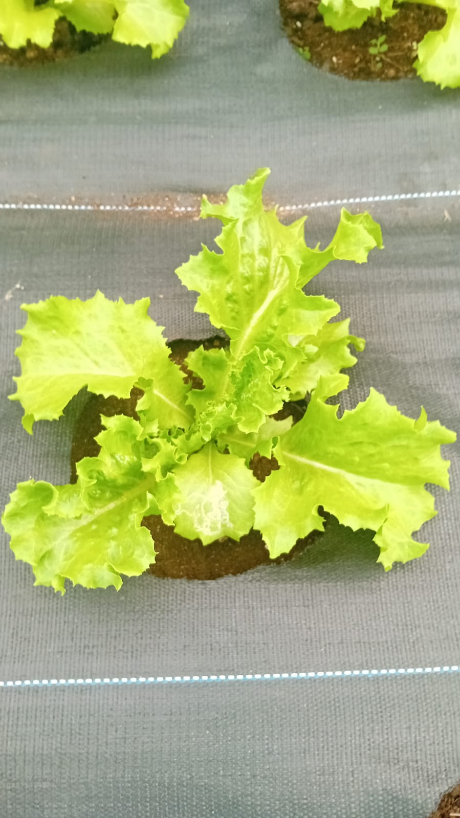 🥬 Organic Lettuce