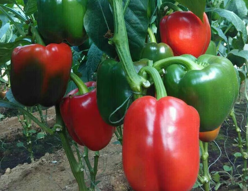 🫑  Organic Bell Peppers
