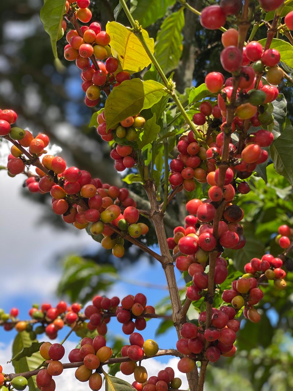 ☕  Kenyan AA Top Single Origin Coffee Plants