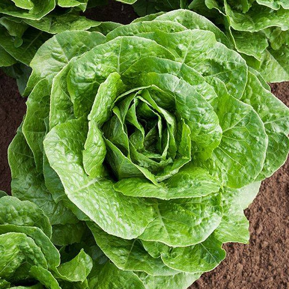 🥬  Organic Eden Lettuce
