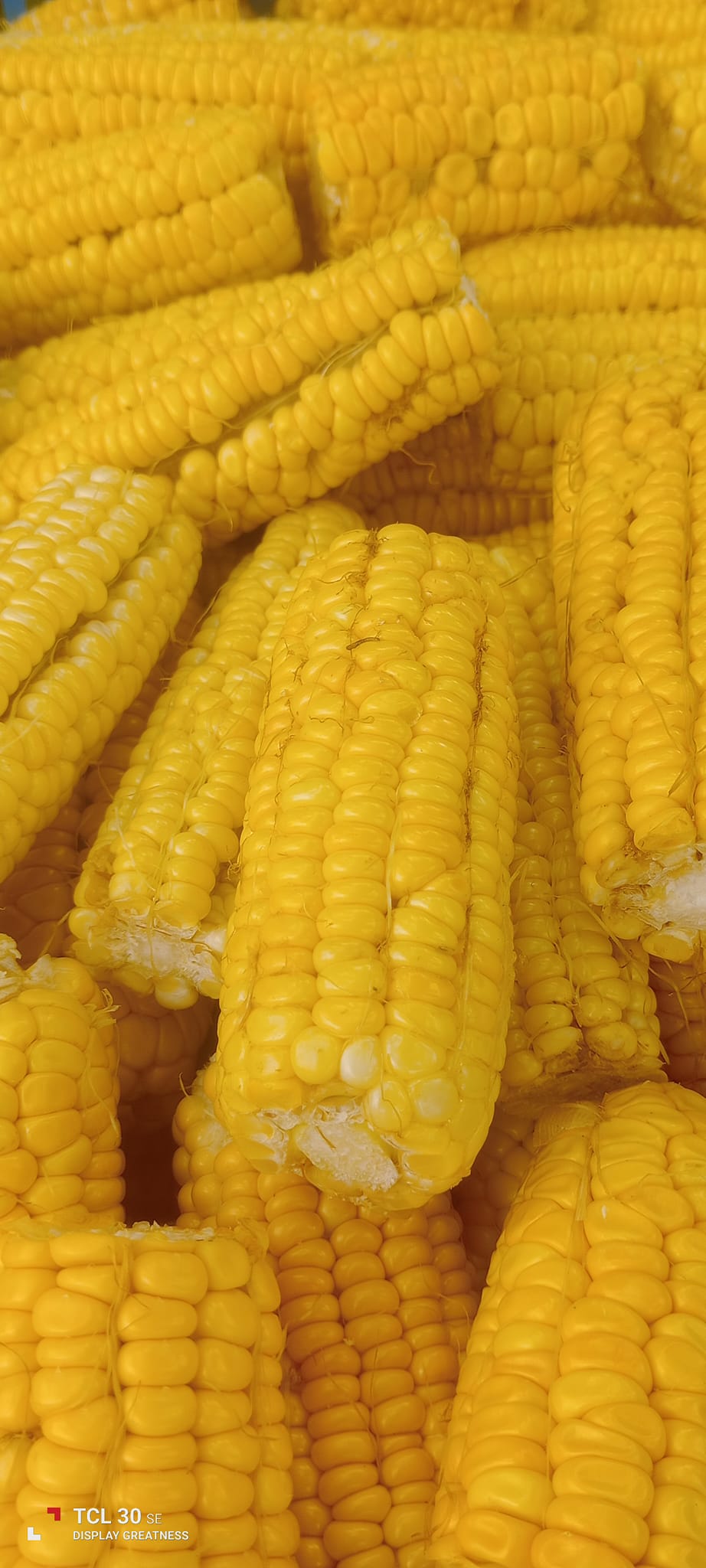 🌽  Sweet Corn (Organic) - Vincentian Corn