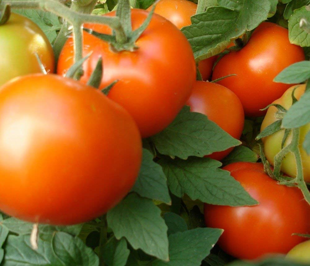 🍅  High Quality Tomatoes grown in Volcanic soils.