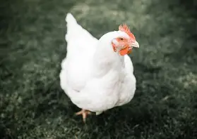 Halal Free Range Chickens for Sale in St. Vincent
