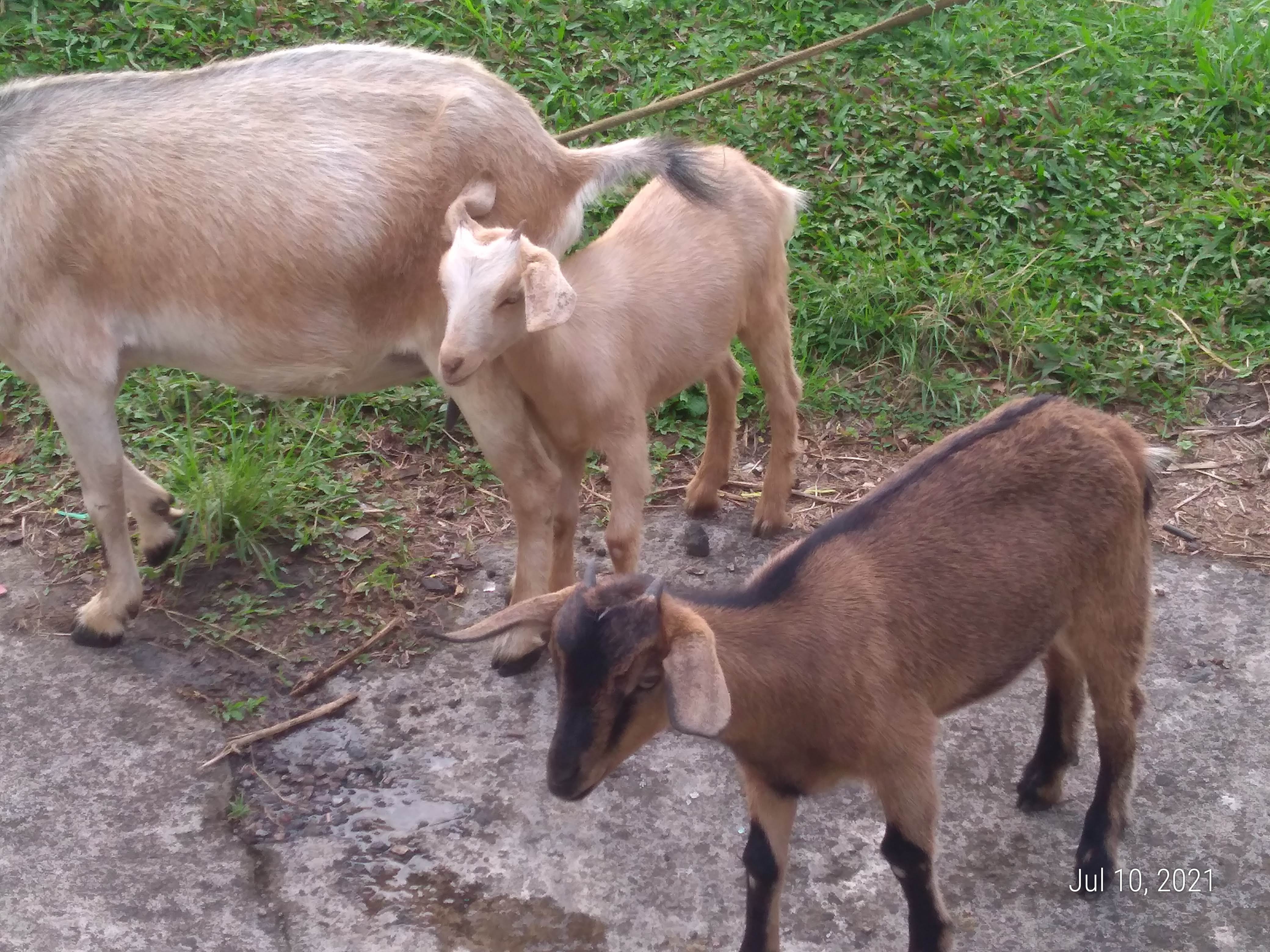 Vincy free ranged goats for sale