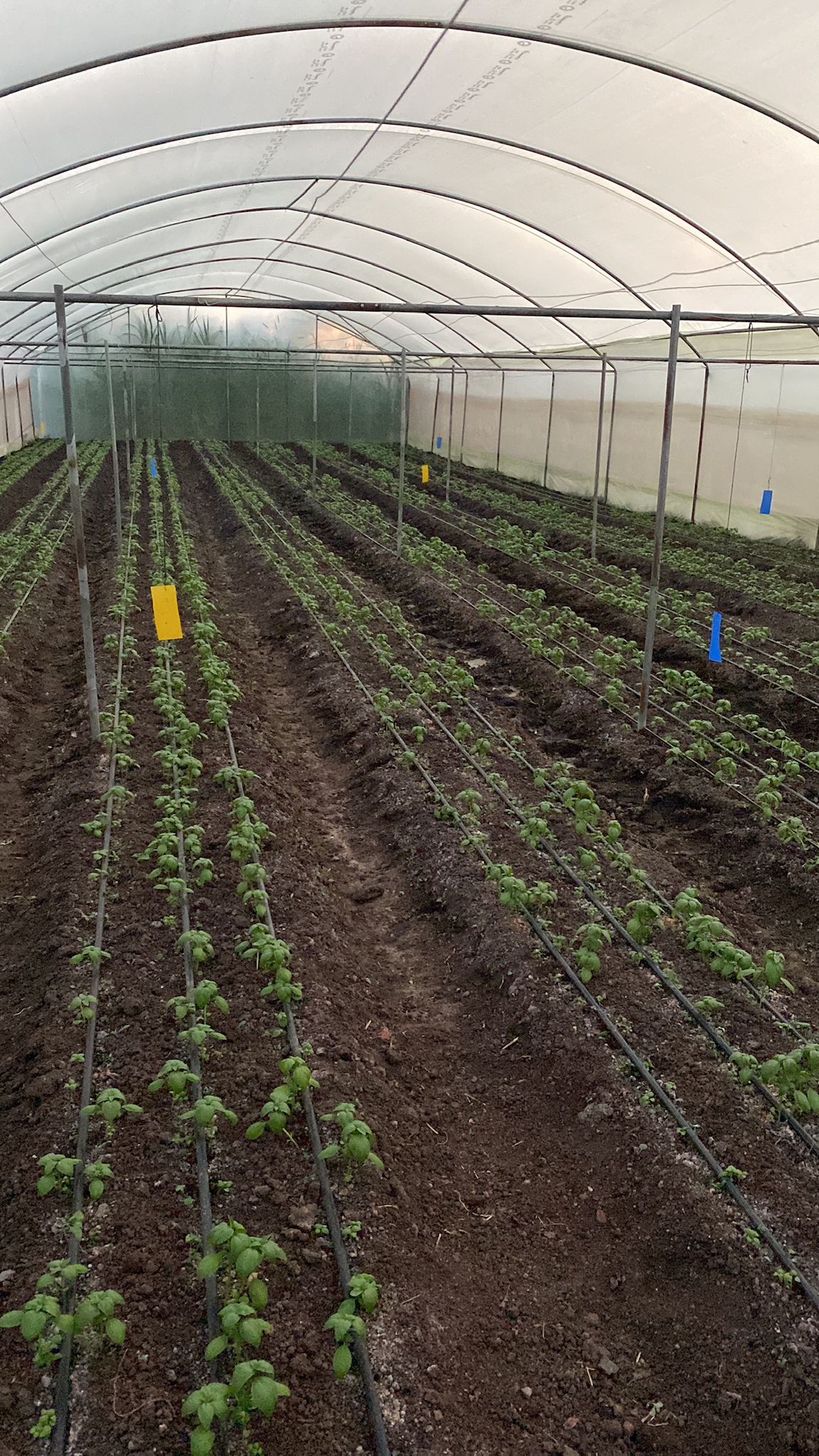 🌿  Nairobi Herb Fields – Pure Herbs, Grown at Altitude