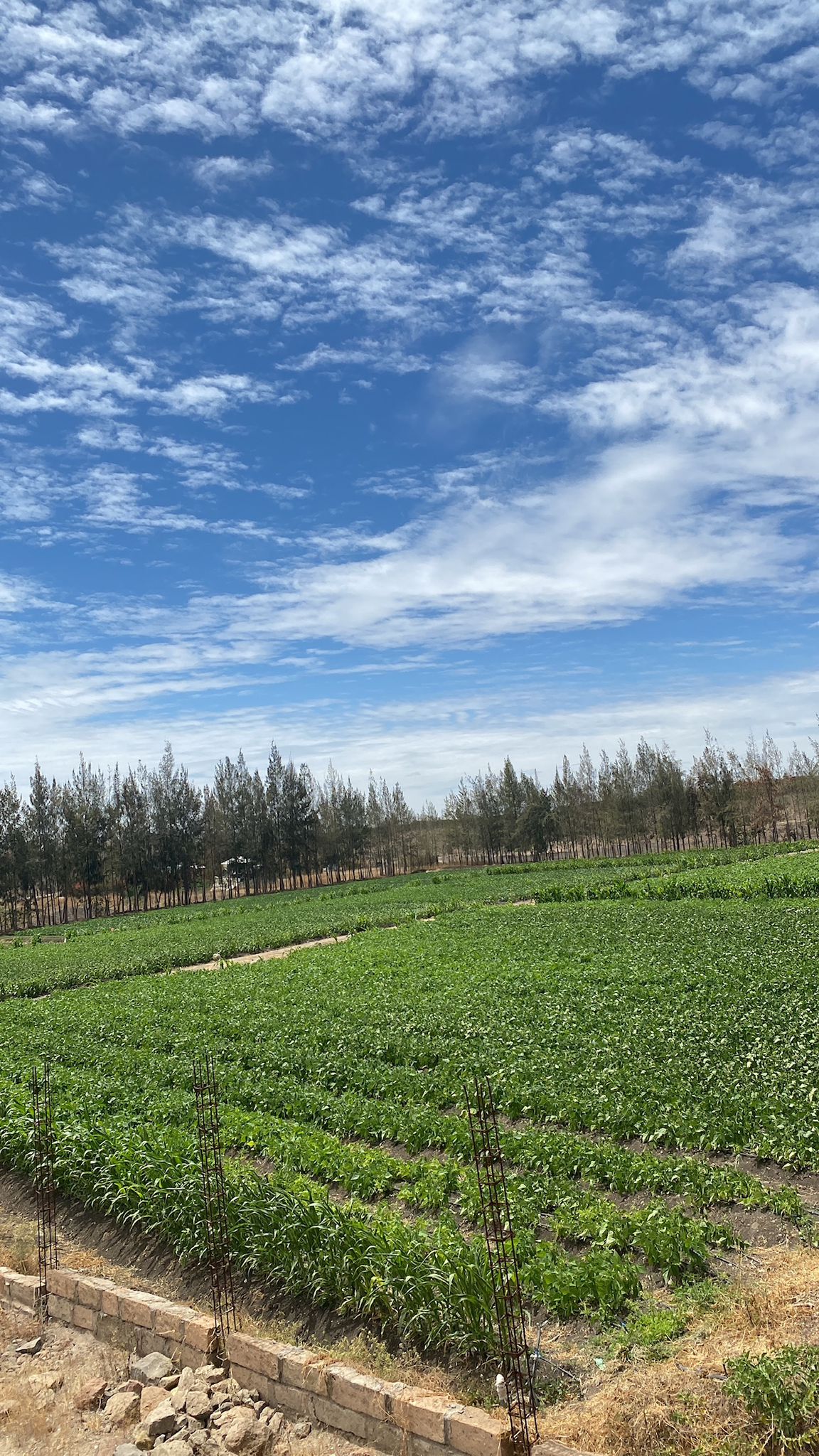 🏝️ Fruit Farm (No Vegetables)