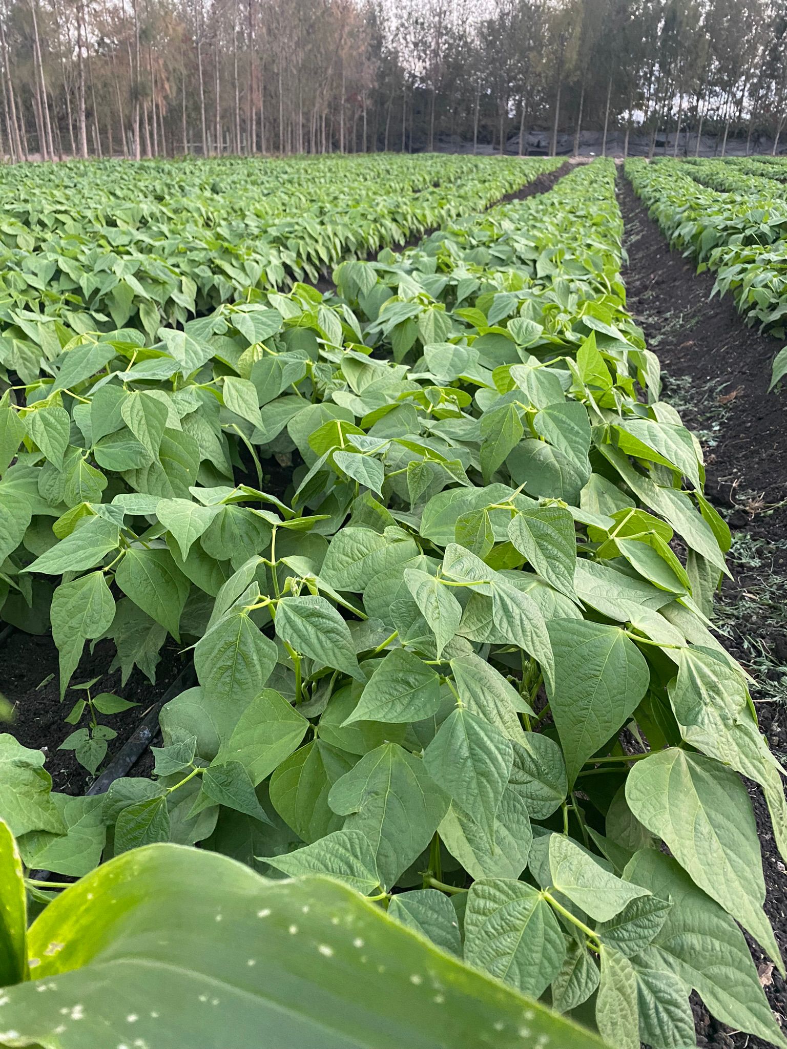 🌾  Nairobi Green Fields – Fresh Produce, Grown with Purpose