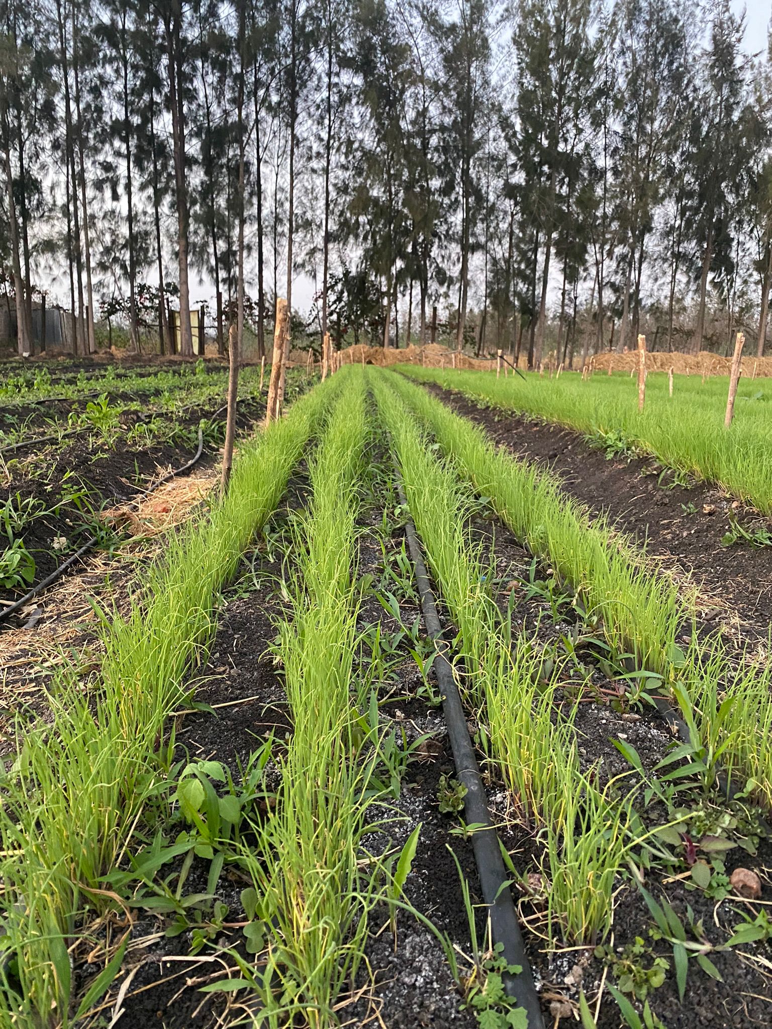 🌿 Eucalyptus – Fresh, Fragrant, and Medicinally Powerful