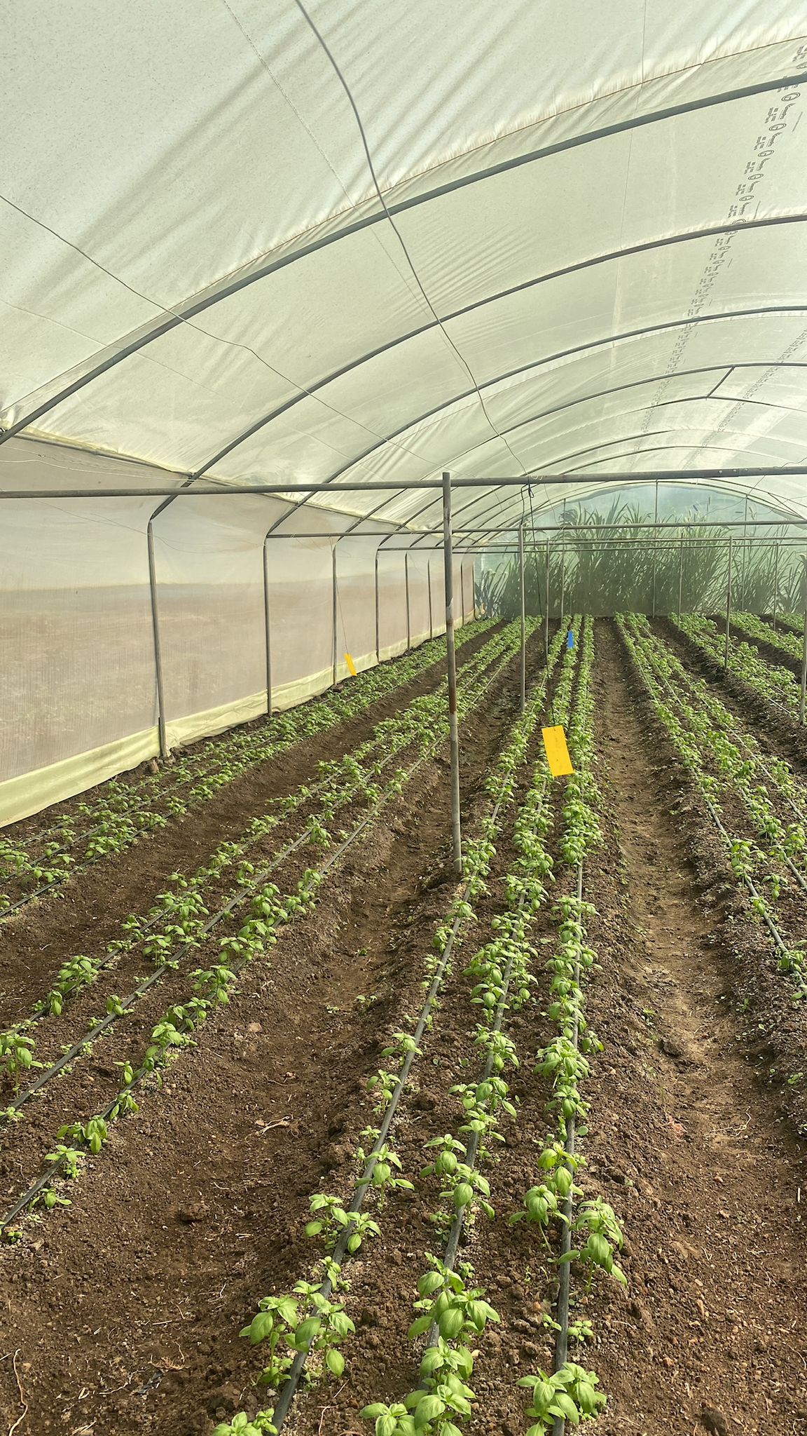 🥬 Arugula Grown in Controlled Greenhouse Conditions – Clean, Crisp, and Zesty